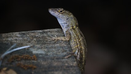 lizard on a board