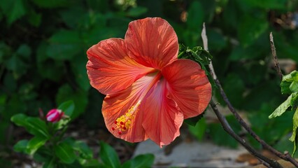 red hibiscus flower