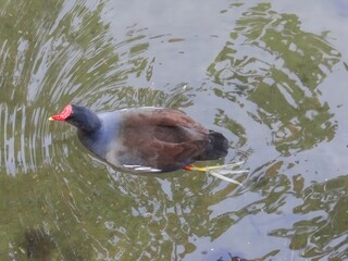 A Common Moorhen Swimming Gracefully in Rippling Water Displaying Its Distinctive Red Beak and Yellow Legs
