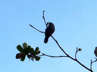 A solitary bird perches on a bare branch against a bright blue sky on a clear day