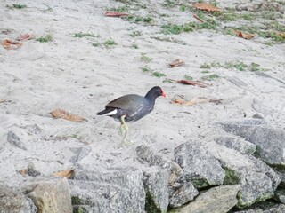 A Moorhen Bird Walks Across Sandy Ground Near Rocky Shoreline