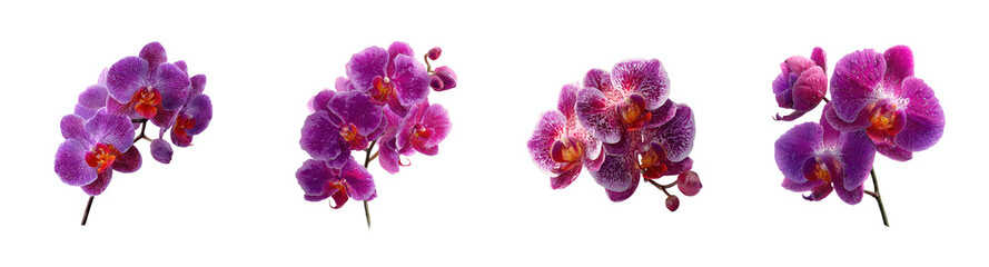 Fototapeta premium Elegant PNG set of delicate violet phalaenopsis orchid blossoms with dew drops, perfect for adding beauty Isolated on Transparent backround