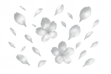Delicate white cherry blossom petals floating softly, drifting against transparent backdrop, embodying gentle spring elegance