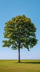 Fototapeta premium A tall tree with lush branches and leaves stands alone in the grass, against the blue sky, highlighting the beauty of nature.