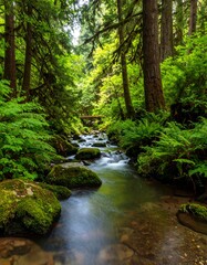 Obraz premium Forest Creek Scene, Washington