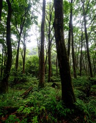 Naklejka premium Forest Floor, Japan