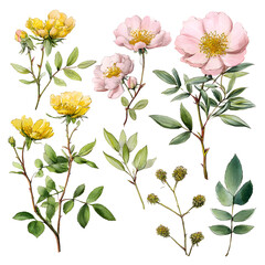 Vintage floral illustration showcasing roses and foliage on a dark background