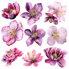 Watercolor Flower Blossom Assortment on Black Background Artwork Composition