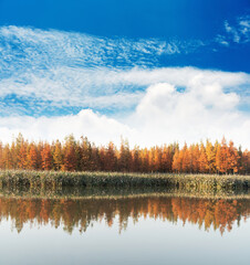 Beautiful colorful forest landscape in autumn season