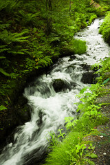 緑に包まれた美しい滝と豊かな自然の風景