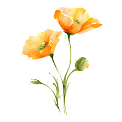 Watercolor painting of orange poppies on a black background isolated illustration