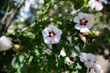 apple tree flowers