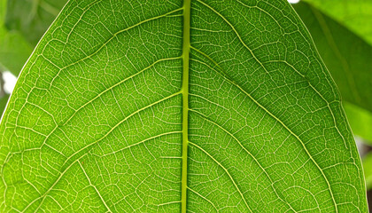 Vibrant Green Leaf Macro: A close-up of a radiant green leaf displays an intricate network of veins, illuminated by the sun's gentle touch, symbolizing nature's intricate designs.