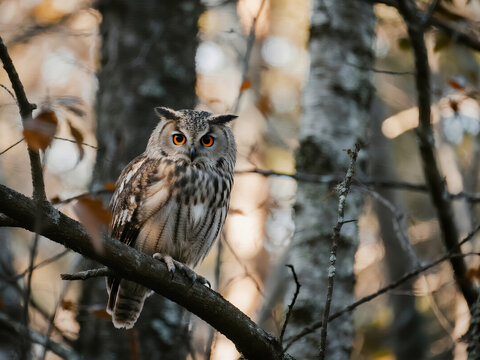 Close-up of an owl with vivid orange eyes resting on a tree branch in a forest. Stunning wildlife photography symbolizing mystery, wisdom, and nocturnal animals. Ideal for nature, animals - Powered by Adobe