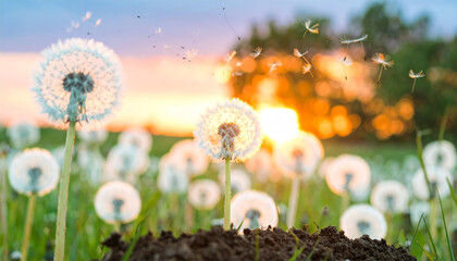 Dandelion Dreamscape: A captivating macro shot showcases a field of dandelion clocks in ethereal bloom, with seeds gently carried away by a soft breeze against a warm, inviting sunset.