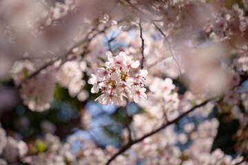 満開の桜の中に浮かぶ桜の花束