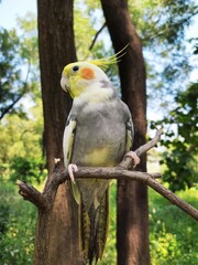 Cockatiel 