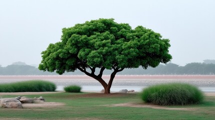 Fototapeta premium Solitary Tree by the Water: A majestic, solitary tree, its vibrant green foliage in striking contrast against the calm water and a serene sky, evoking peace and tranquility.