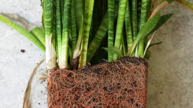Fresh plant roots in soil cube after transplant, close-up of healthy root system, gardening concept, agriculture, organic farming, plant care, replanting process, rootbound plant