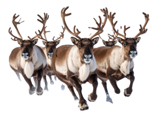  Santa’s Reindeer Herd Running in Snow, Side View, Transparent PNG