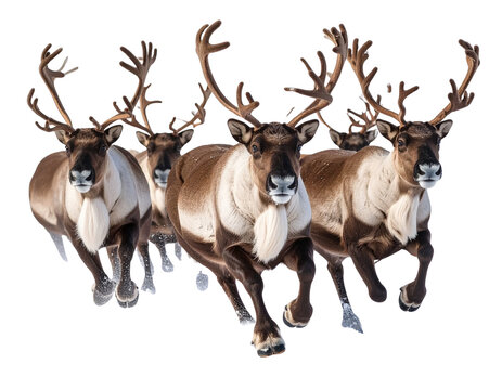  Santa’s Reindeer Herd Running in Snow, Side View, Transparent PNG