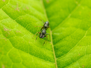 葉の上のアリグモ