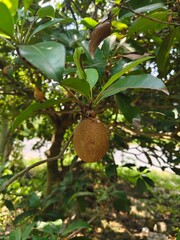 sweet sapodilla fruit with black skin