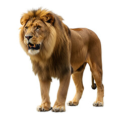 Obraz premium Majestic African Lion, isolated on transparent background 