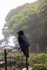 Black crow perched on a metal fence in a misty garden
