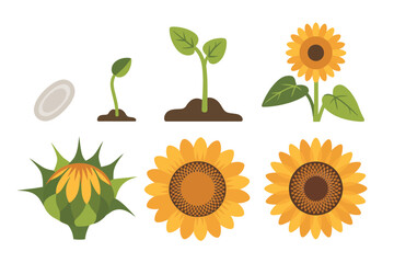 Sunflower plant growth cycle vector icons, seed sprouting germination stem leaf flower bloom harvest, agriculture farming illustrations