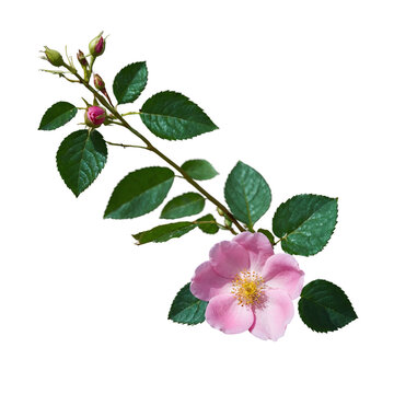 Wild Rose &ndash; Botanical Theme, Transparent Background, PNG Photo for Creative Artwork and Collage