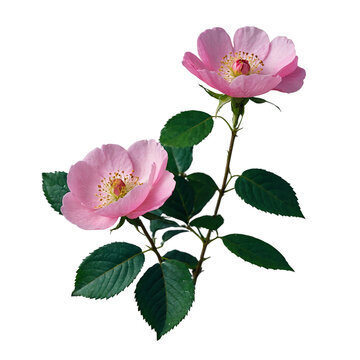 Wild Rose &ndash; Botanical Theme, Transparent Background, PNG Photo for Creative Artwork and Collage