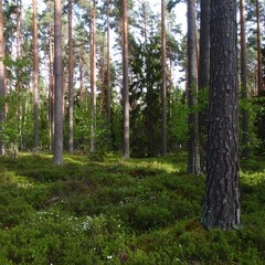 Forest Sunlight Woodland Scene