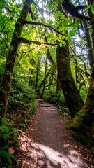 Fototapeta premium Forest Trail Sunlight Path (1)