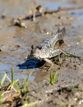 Close-up of a unique mudskipper fish with speckled gray and white patterns navigating a shallow muddy area, showcasing its amphibious nature and keen eyes.