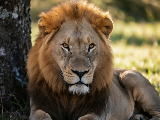 Obraz premium Close-up of a majestic African male lion resting in the shade of a tree. The lion's golden mane and piercing eyes reflect power, strength, and dominance in the wild. Ideal for wildlife photography