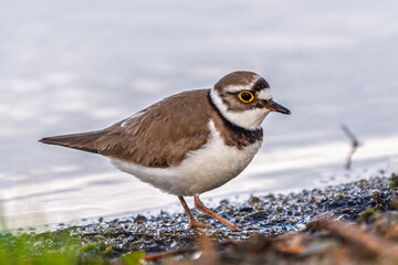 Little ringed plover (Charadrius dubius), bird standing on the lake shore