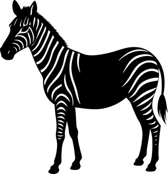 zebra isolated on white background