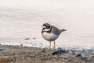 Little ringed plover (Charadrius dubius), bird standing on the lake shore