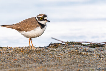 Little ringed plover (Charadrius dubius), bird standing on the lake shore