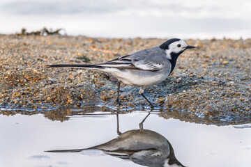 Wagtail sits on the ground with a beautiful blurred background.