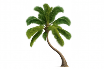 Realistic 3d rendering of a solitary palm tree, with a transparent background, ideal for design projects and compositing