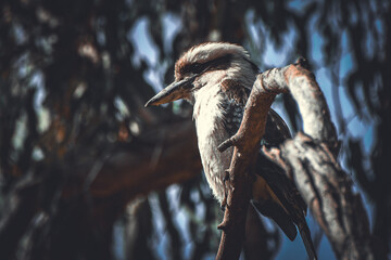Kookaburra 