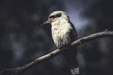 Kookaburra 
