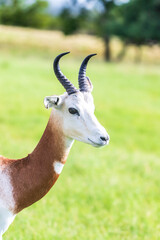 Dama gazelle, also known as addra, are the largest of the gazelle species, and were formerly one of the most prevalent in Saharan Africa. Dama are mostly white, topped with an orangey-brown spot of ha