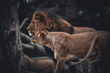 Naklejka premium Pride Love