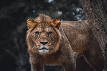 Lion 