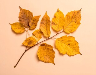 Fototapeta premium A delicate branch with vibrant autumn leaves displays a serene autumnal scene against a pale peach background.