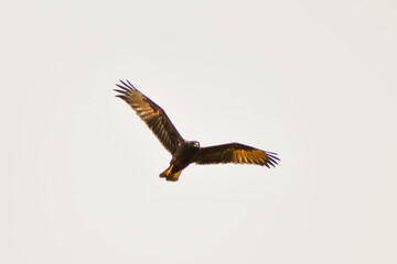 Bird of prey 