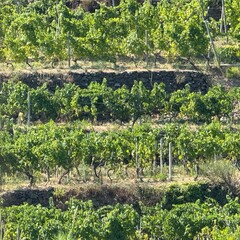Italie , Cinque terre, Vernazza village typique de la Ligurie faisant partie des Cinque Terre